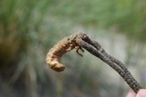 Ophiocordyceps ravenelii image