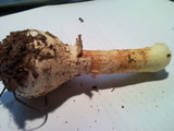 Amanita persicina image