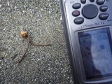 Ophiocordyceps ravenelii image
