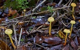 Hygrocybe firma image