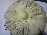 Amanita persicina image