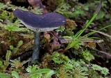 Entoloma haastii image