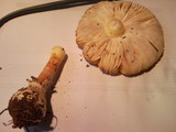 Amanita persicina image