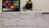 Psathyrella pennata image