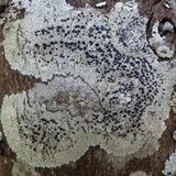 Diploicia canescens image