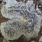 Diploicia canescens image