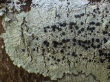 Diploicia canescens image