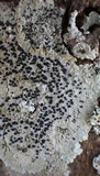 Diploicia canescens image