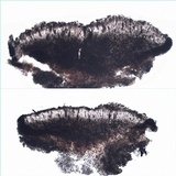 Diploicia canescens image