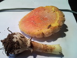Amanita persicina image