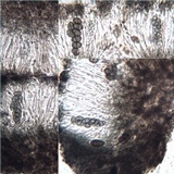 Diploicia canescens image