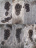 Diploicia canescens image