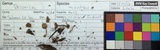 Psilocybe montana image