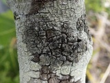 Rinodina oleae image