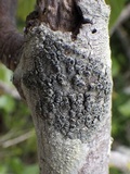 Rinodina oleae image