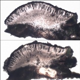 Rinodina oleae image