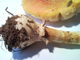 Amanita persicina image