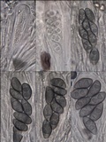Rinodina oleae image