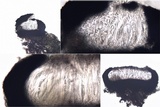 Opegrapha herbarum image