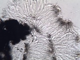 Opegrapha herbarum image