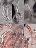 Opegrapha herbarum image