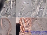 Opegrapha herbarum image