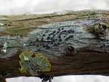 Bacidia laurocerasi image