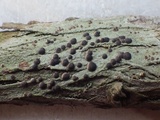 Bacidia laurocerasi image
