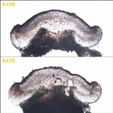 Bacidia laurocerasi image