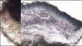 Bacidia laurocerasi image