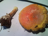 Amanita persicina image