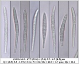 Bacidia laurocerasi image