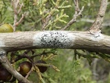 Buellia erubescens image
