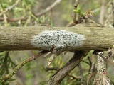 Buellia erubescens image