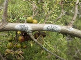 Buellia erubescens image