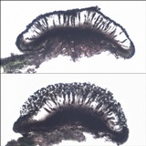 Buellia erubescens image
