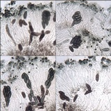 Buellia erubescens image