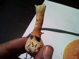 Amanita persicina image