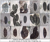 Buellia erubescens image
