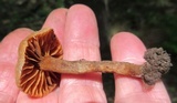 Cortinarius distans image