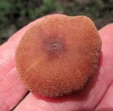 Cortinarius distans image