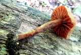 Cortinarius distans image