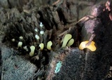 Dacryopinax spathularia image