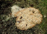 Fuligo septica image