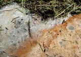 Fuligo septica image