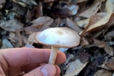 Hygrocybe lacmus image