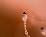 Pilobolus kleinii image