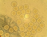 Pilobolus kleinii image