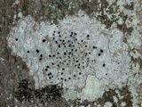Buellia erubescens image