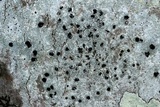 Buellia erubescens image